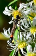 Ammophila sabulosa